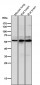 Anti-Phospho-AKT1 (S124) Rabbit Monoclonal Antibody